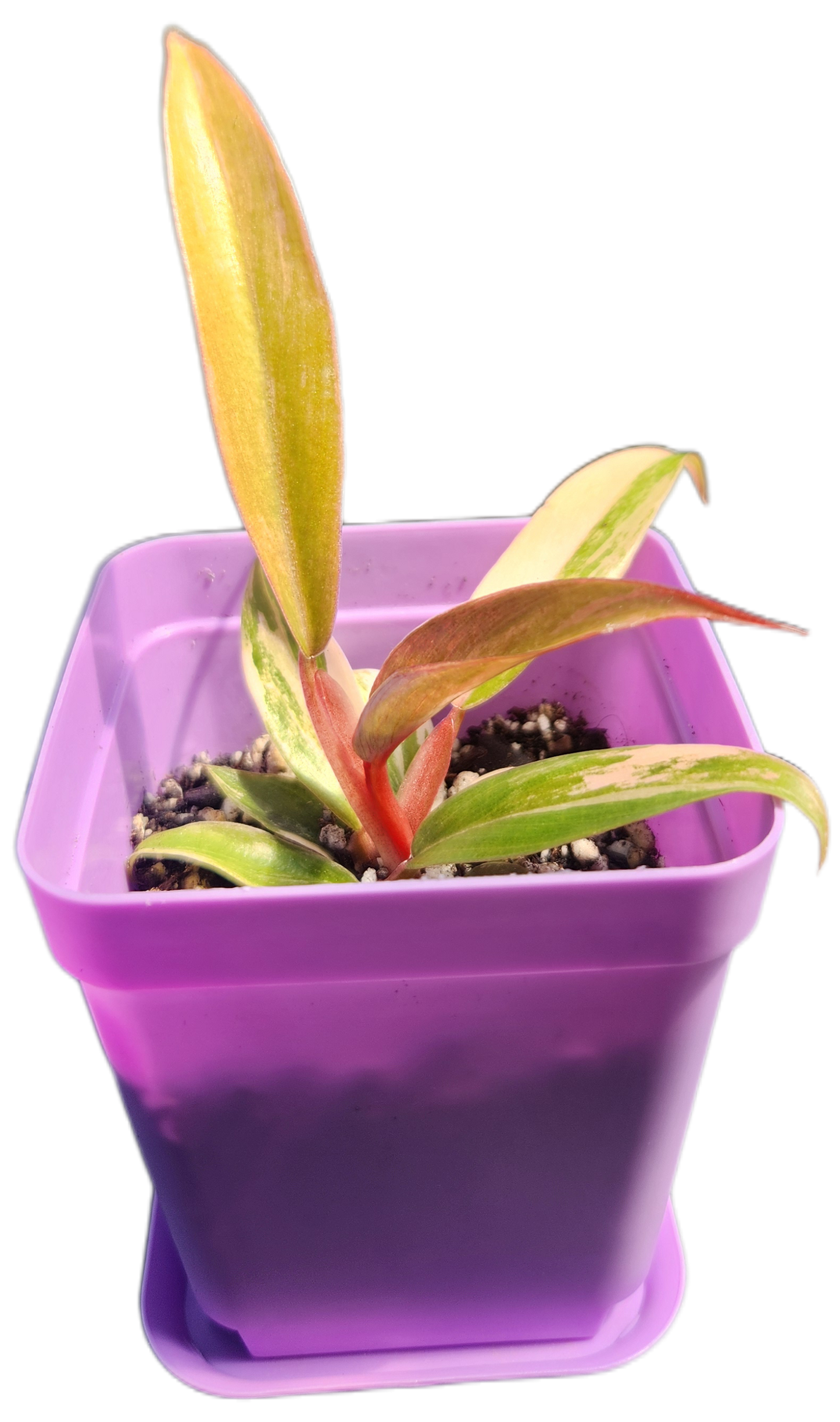 Philodendron "Carmel Marble" (B009)