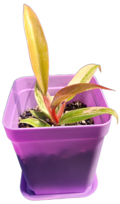 Philodendron "Carmel Marble" (B009)