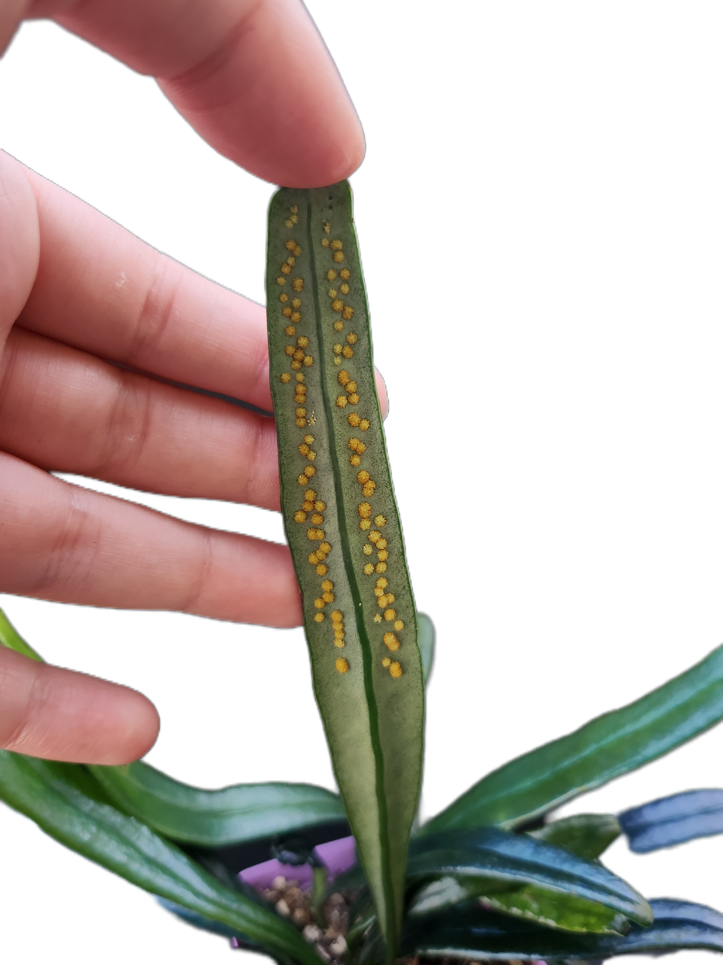 Microsorum thailandicum "Blue Oil Fern" (P001)