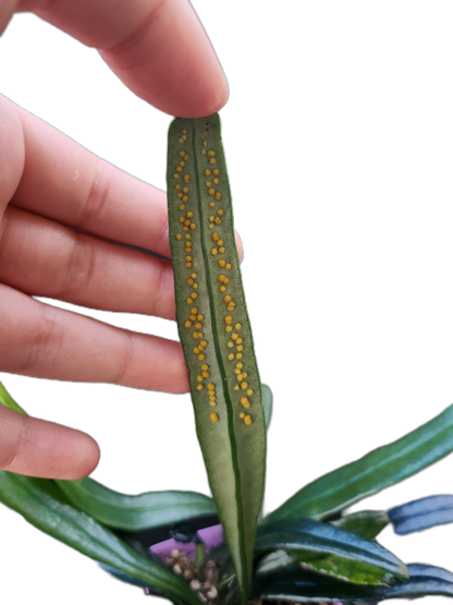 Microsorum thailandicum "Blue Oil Fern" (P001)