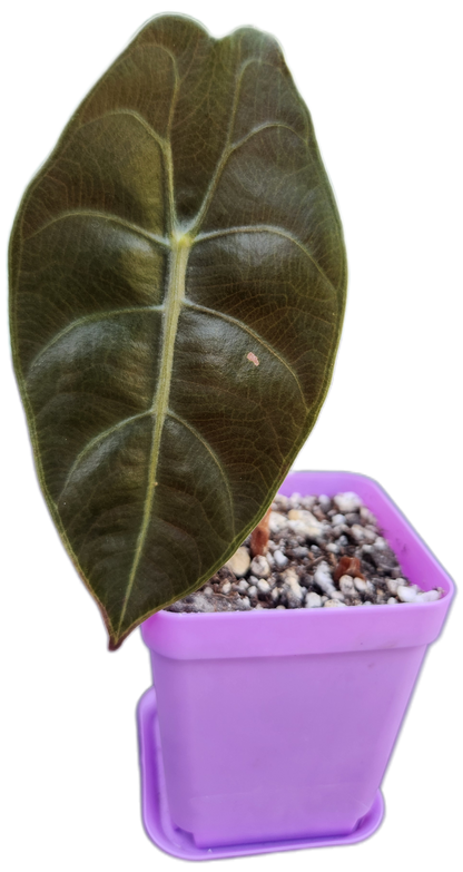 Alocasia sedenii (A001)