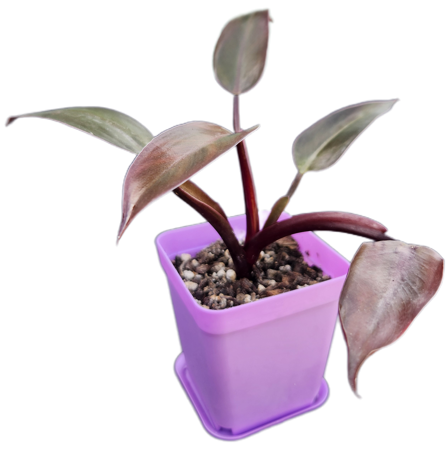 Philodendron "Black Cardinal" (B002)