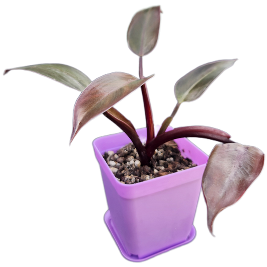 Philodendron "Black Cardinal" (B002)