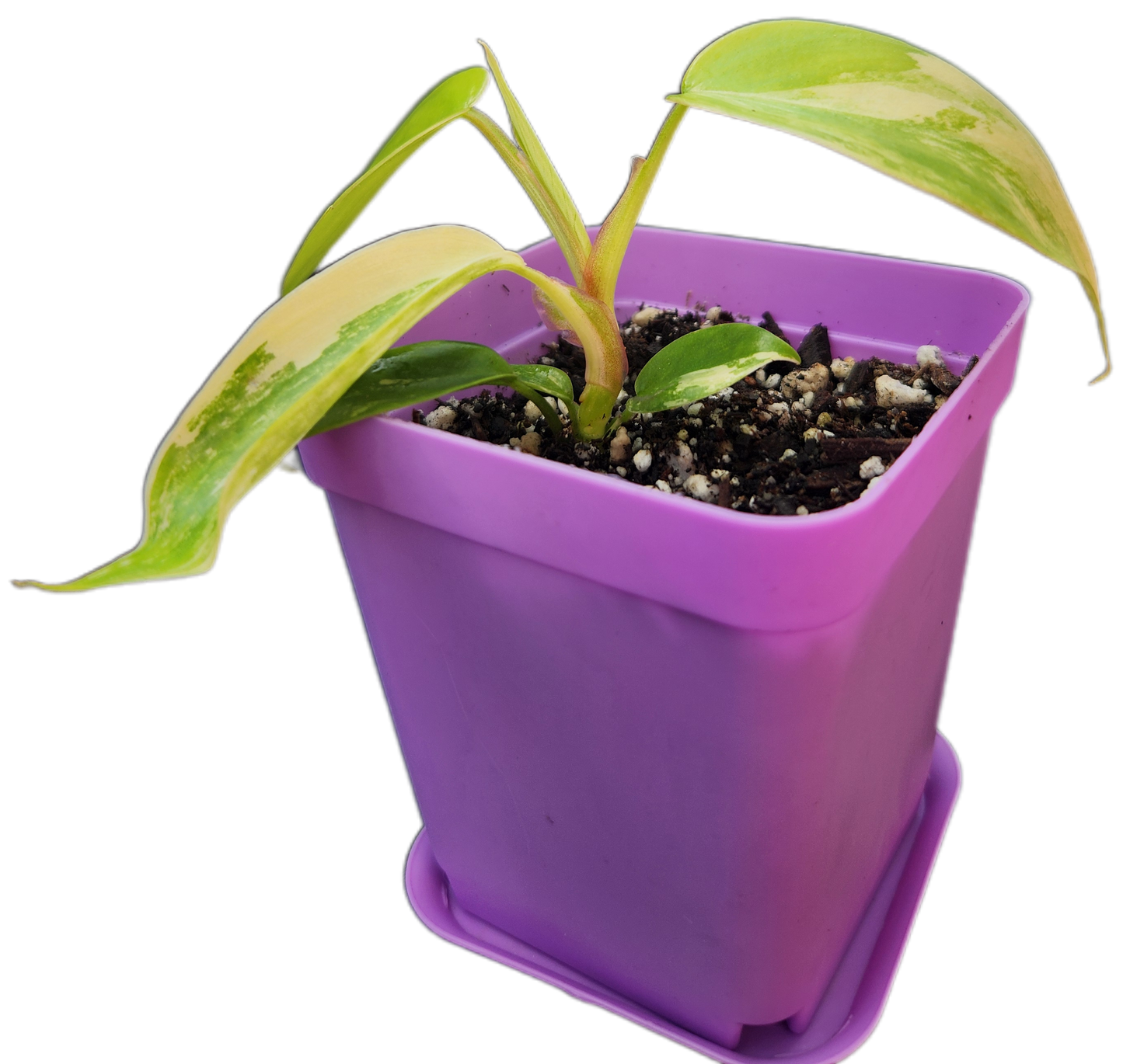 Philodendron "Florida Beauty" variegated (B003)