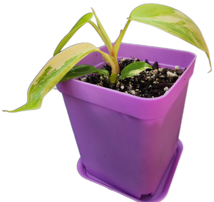 Philodendron "Florida Beauty" variegated (B003)