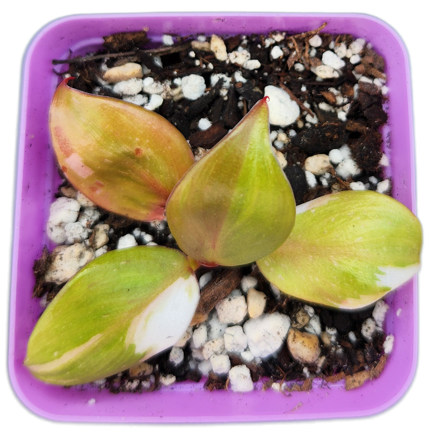 Philodendron "White Knight" (B006)