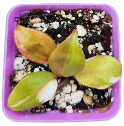 Philodendron "White Knight" (B006)