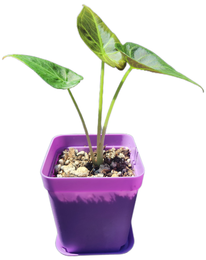 Alocasia "Regal Shield" (A004)
