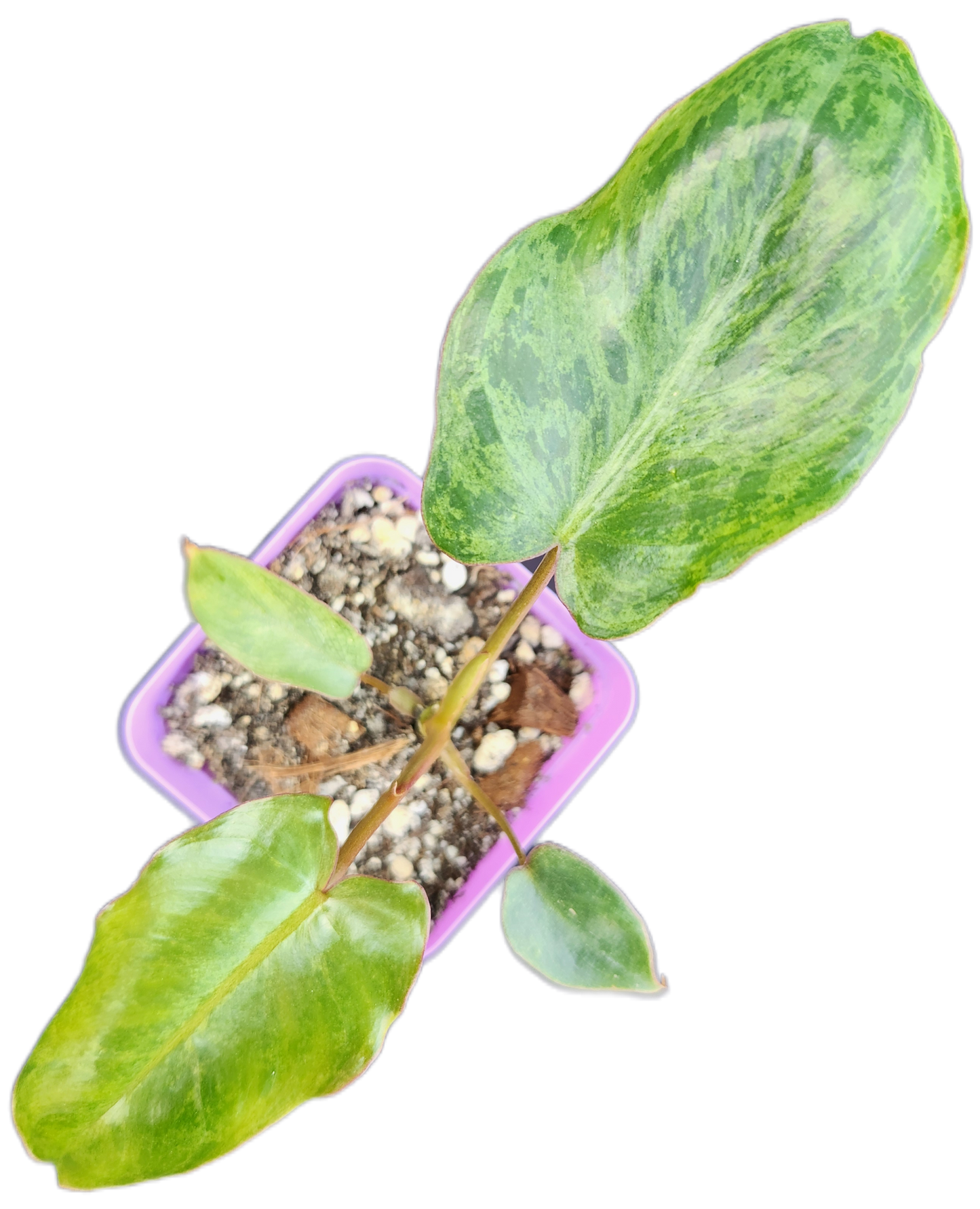 Philodendron "Paraiso Verde" (B009)