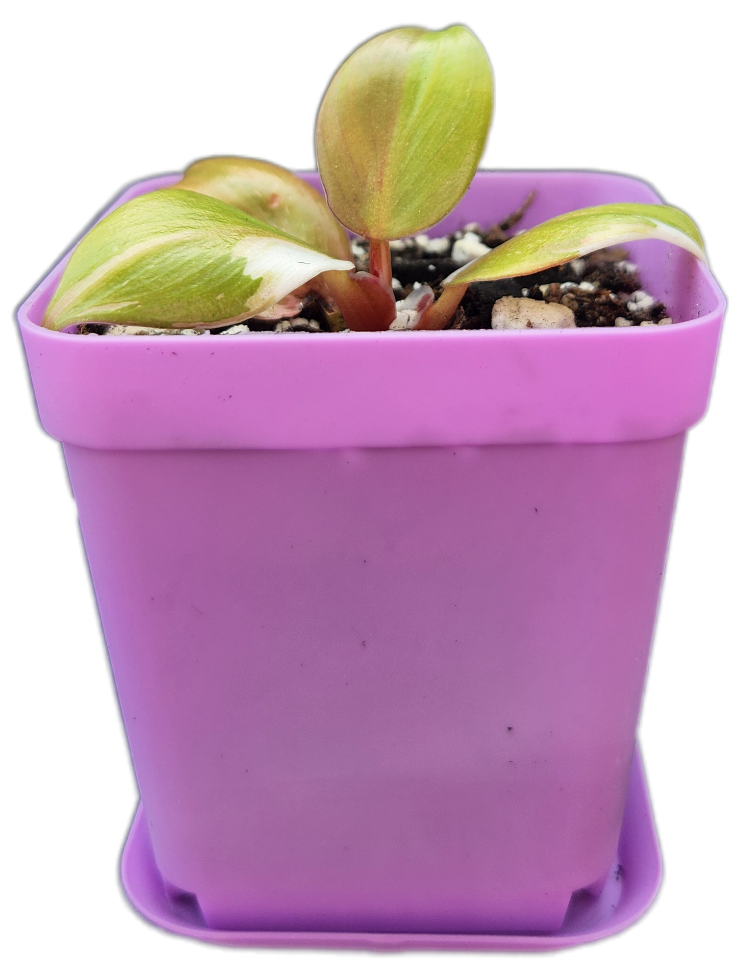 Philodendron "White Knight" (B006)