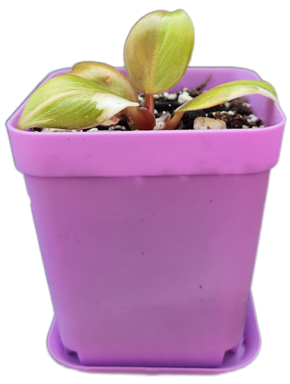 Philodendron "White Knight" (B006)