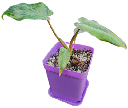 Philodendron "Paraiso Verde" (B009)