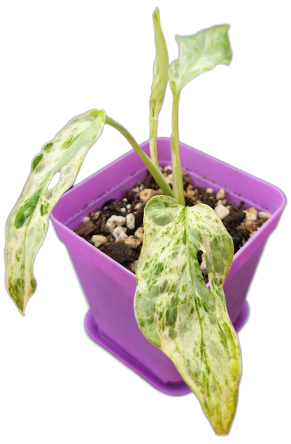 Monstera adansonii *mint variegated* (C001)