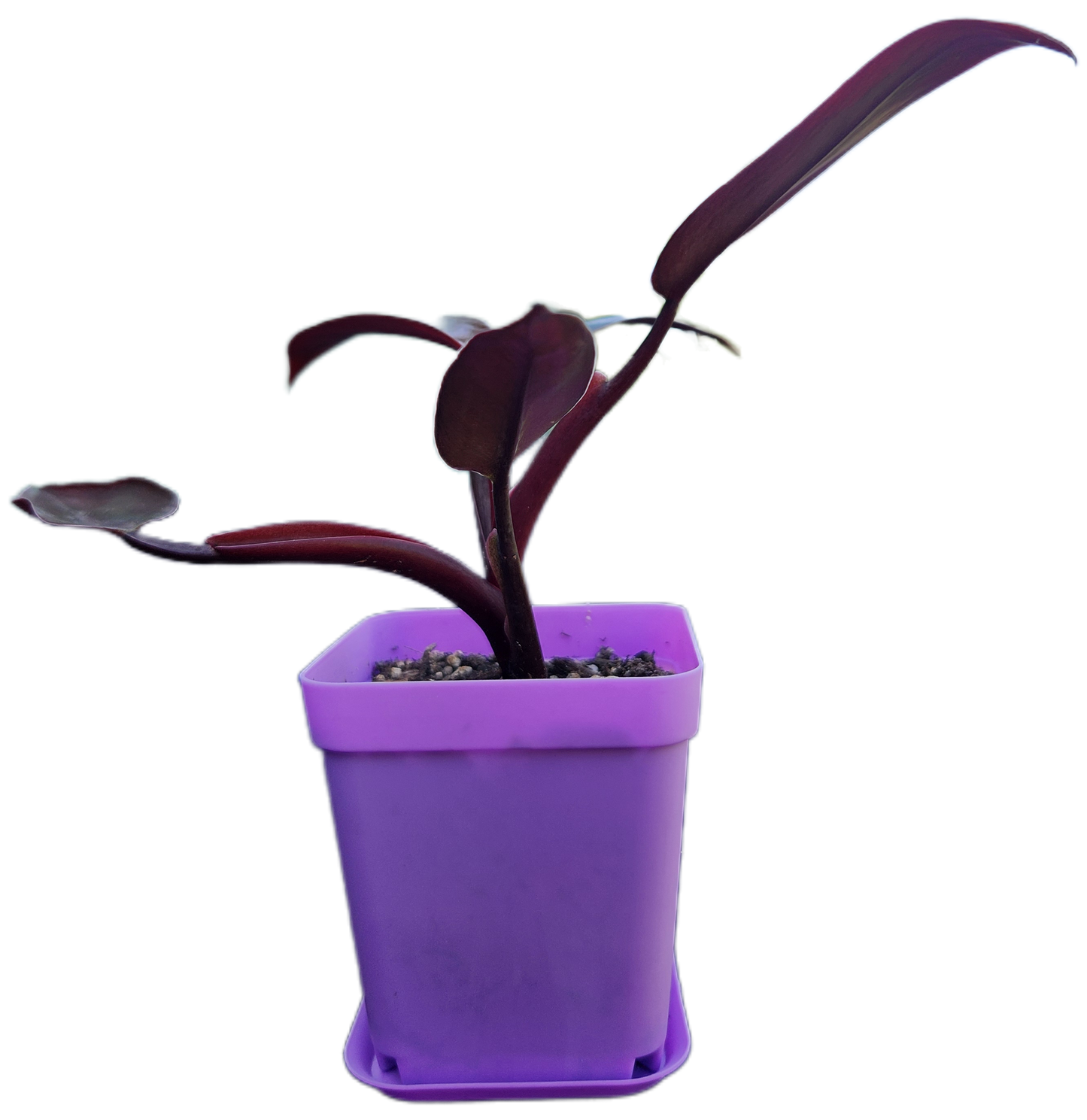 Philodendron "Black Cardinal" (B002)