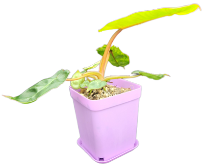 Philodendron billietiae *variegated* (B008)