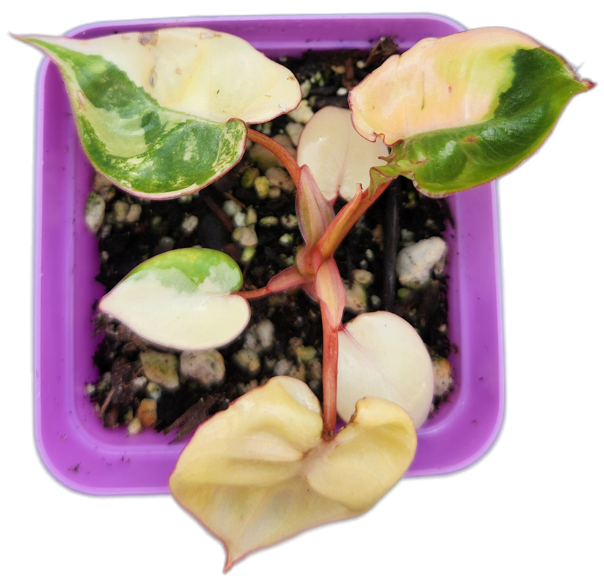 Philodendron billietiae *variegated* (B008)