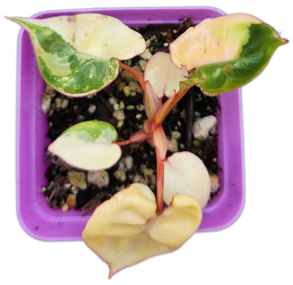 Philodendron billietiae *variegated* (B008)