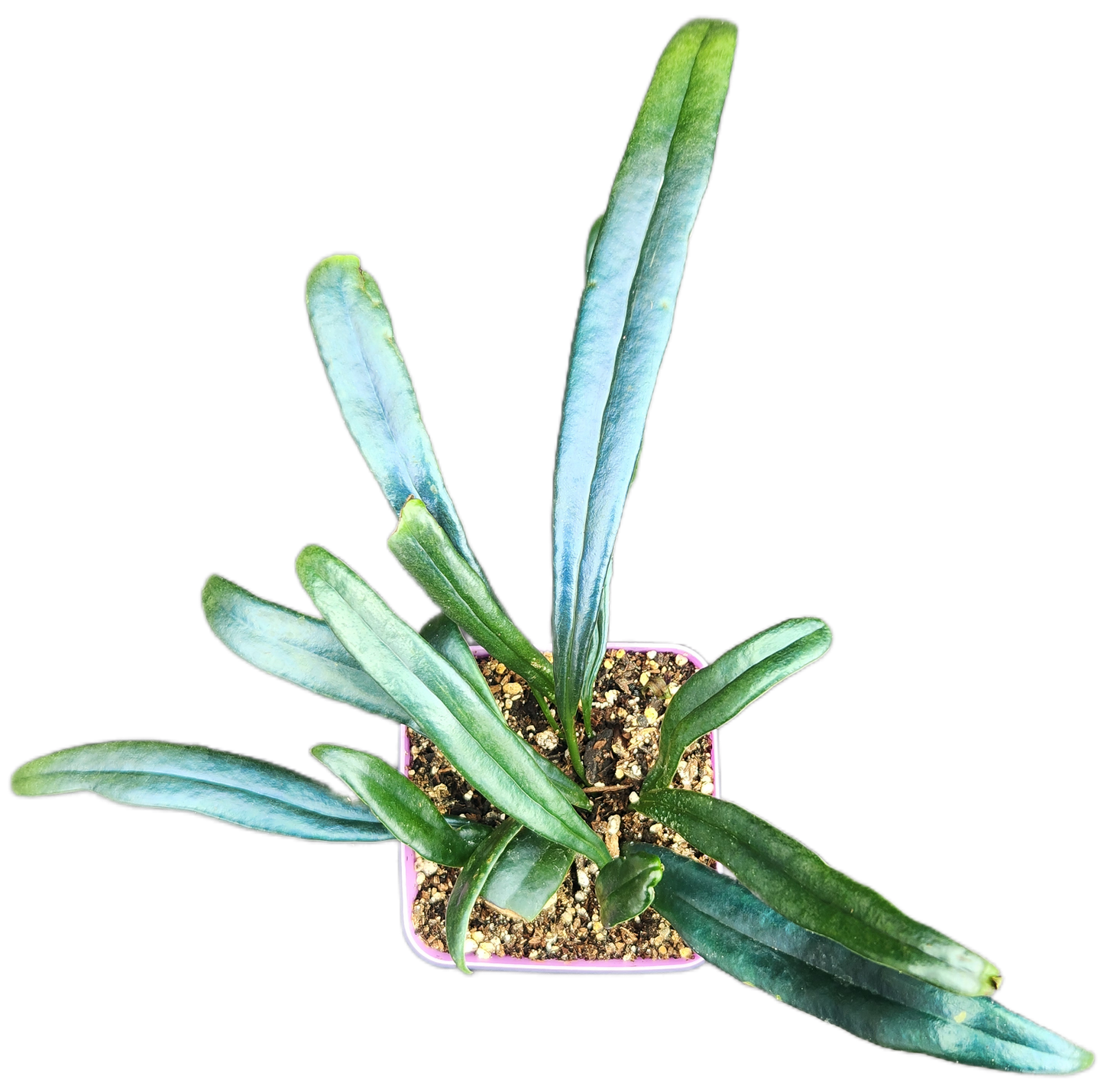 Microsorum thailandicum "Blue Oil Fern" (P001)