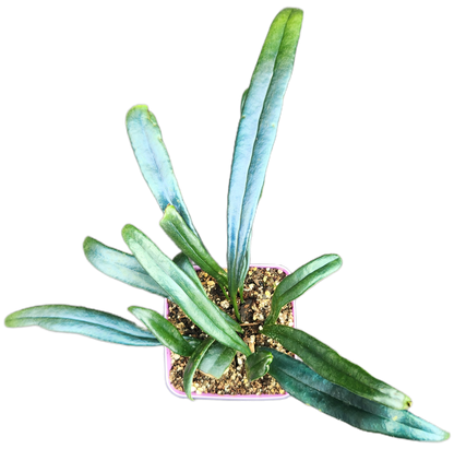 Microsorum thailandicum "Blue Oil Fern" (P001)