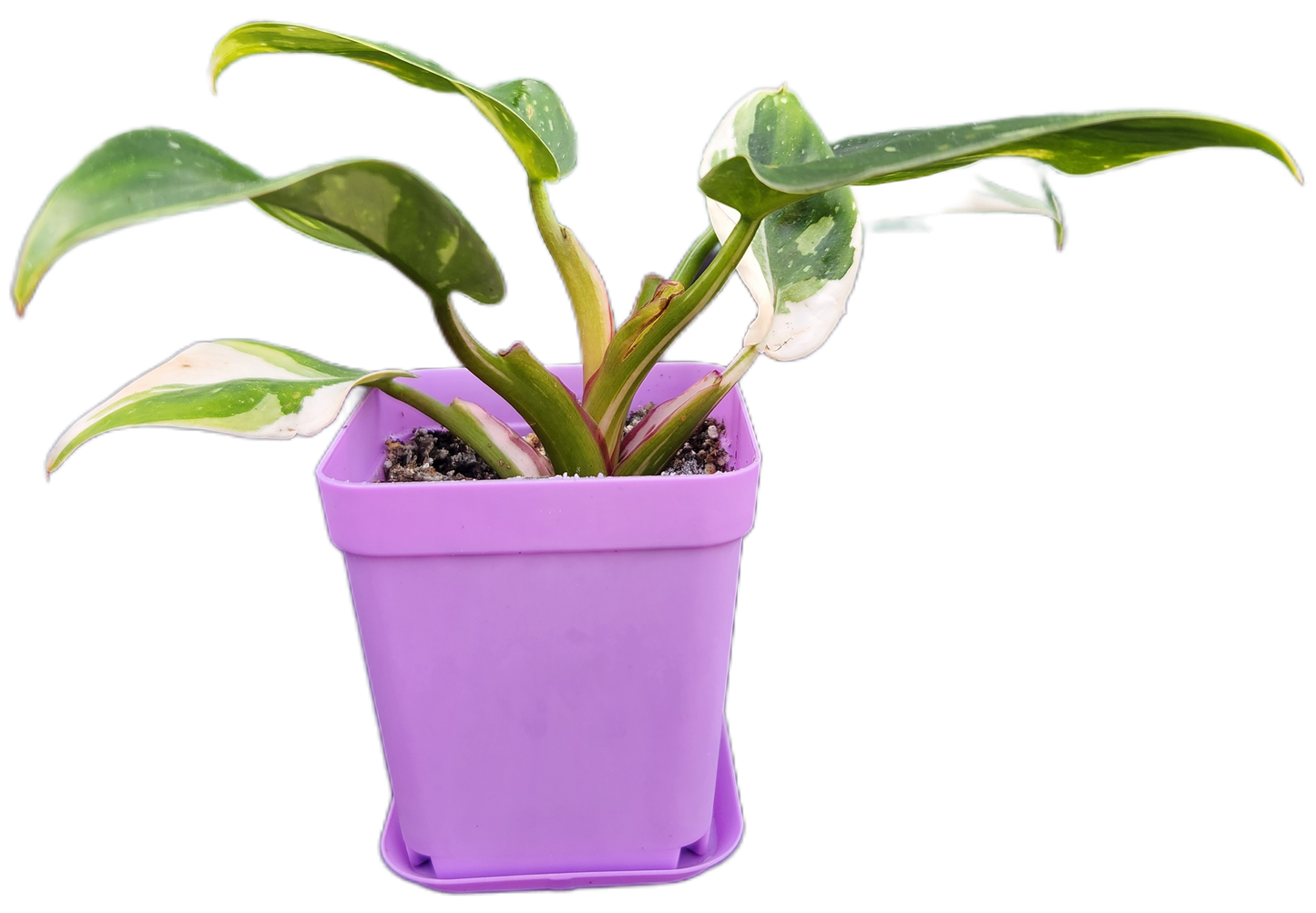Philodendron "White Princess" (B004)