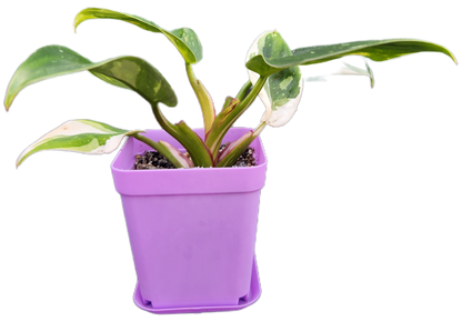 Philodendron "White Princess" (B004)