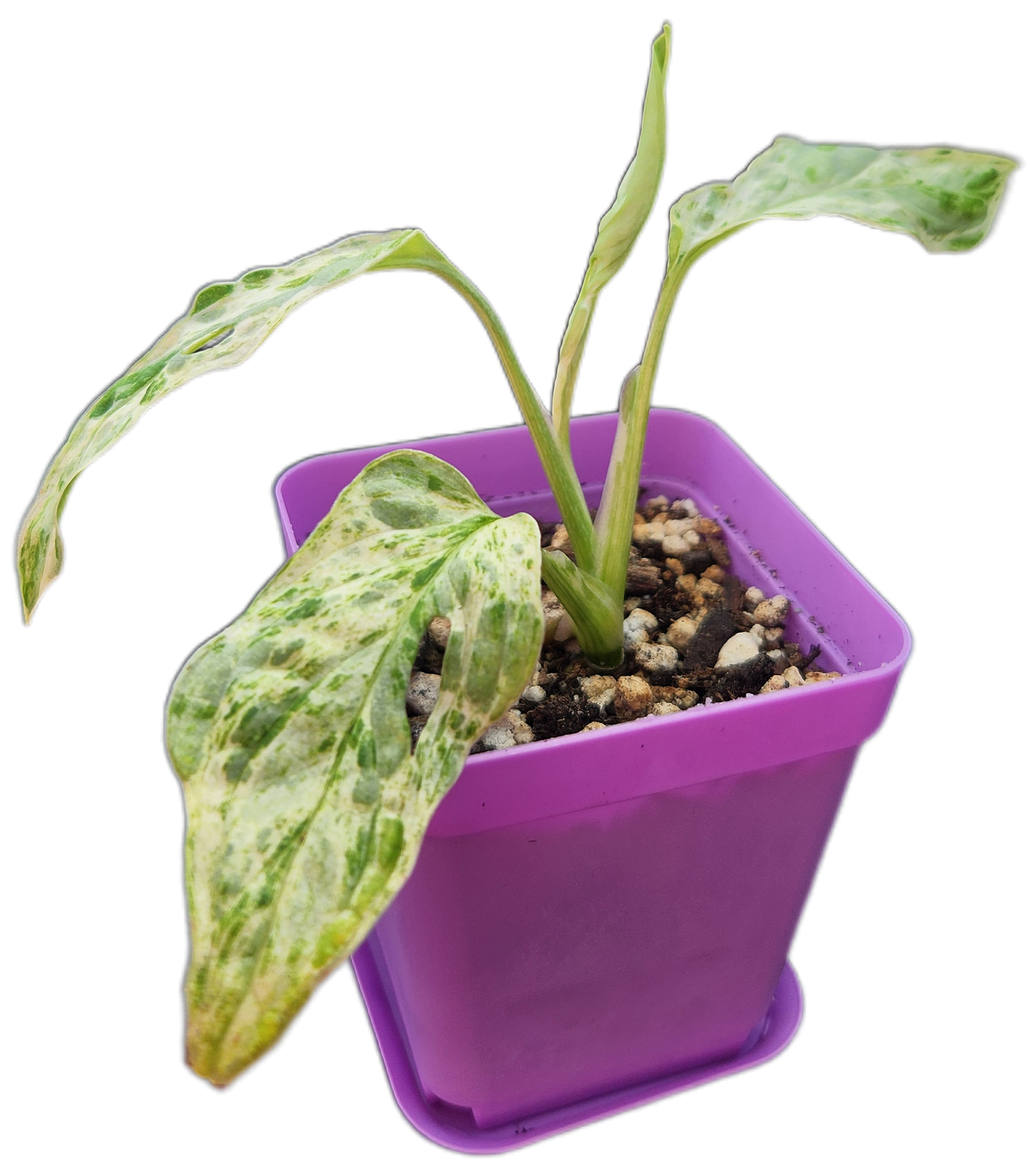 Monstera adansonii *mint variegated* (C001)
