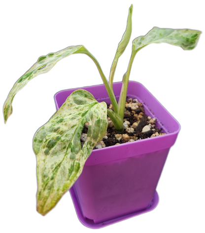 Monstera adansonii *mint variegated* (C001)