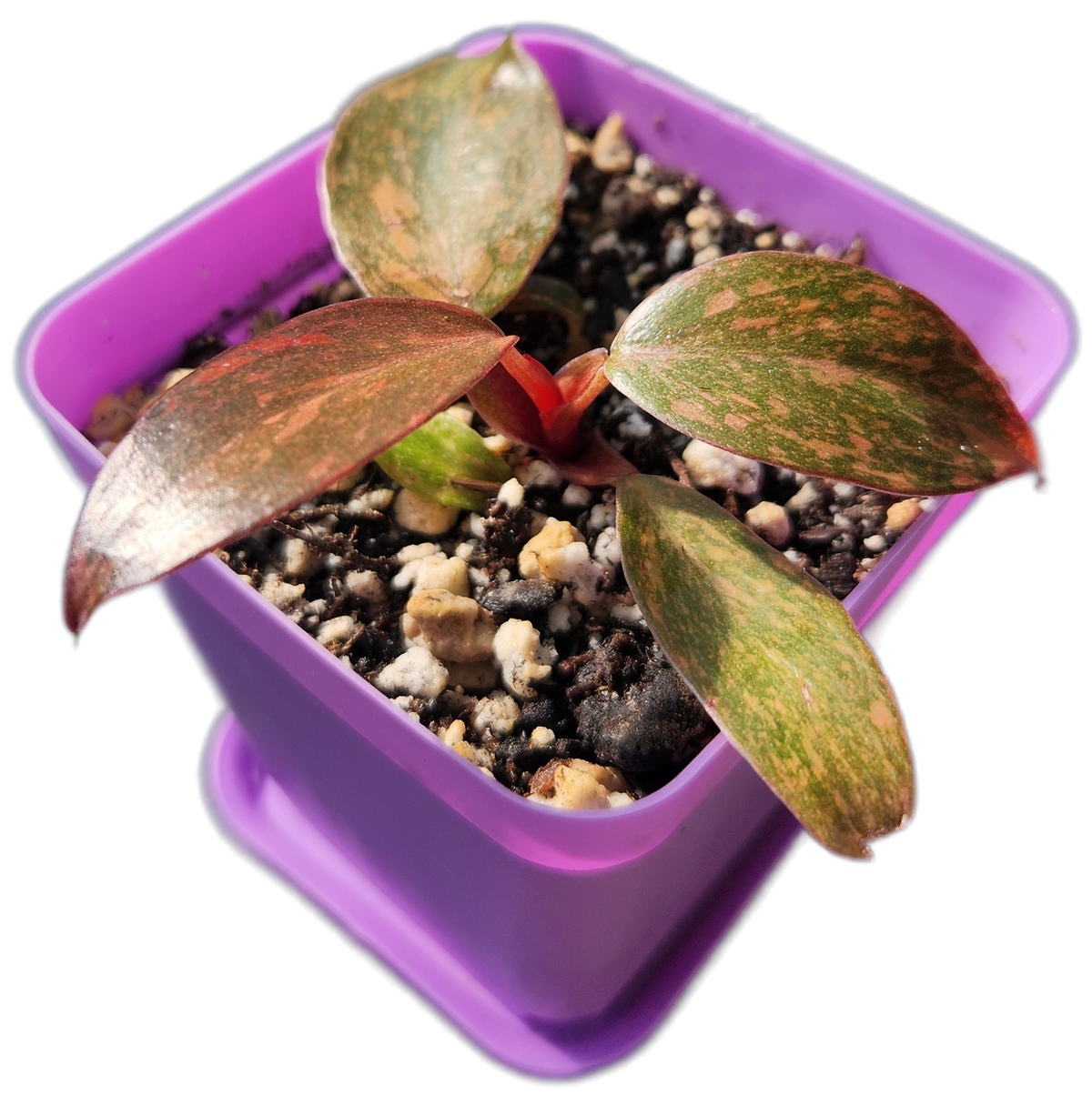 Philodendron "Orange Princess" (B011)