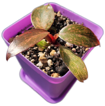 Philodendron "Orange Princess" (B011)