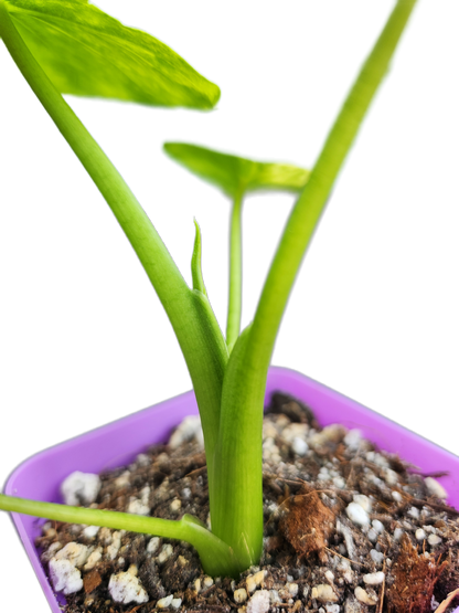 Alocasia gageana *aurea variegated* (A005)