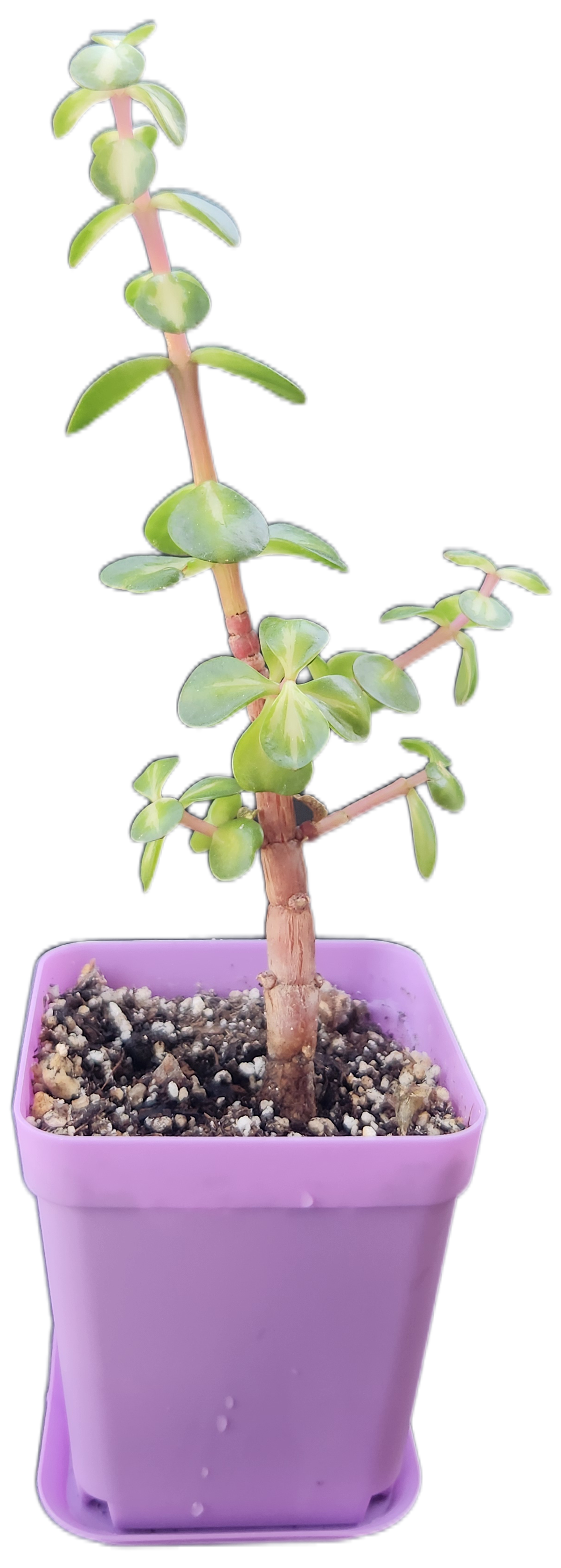 Portulacaria afra 'Medio-picta' (Midstripe Rainbow Bush) (Q001)