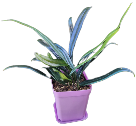 Microsorum thailandicum "Blue Oil Fern" (P001)