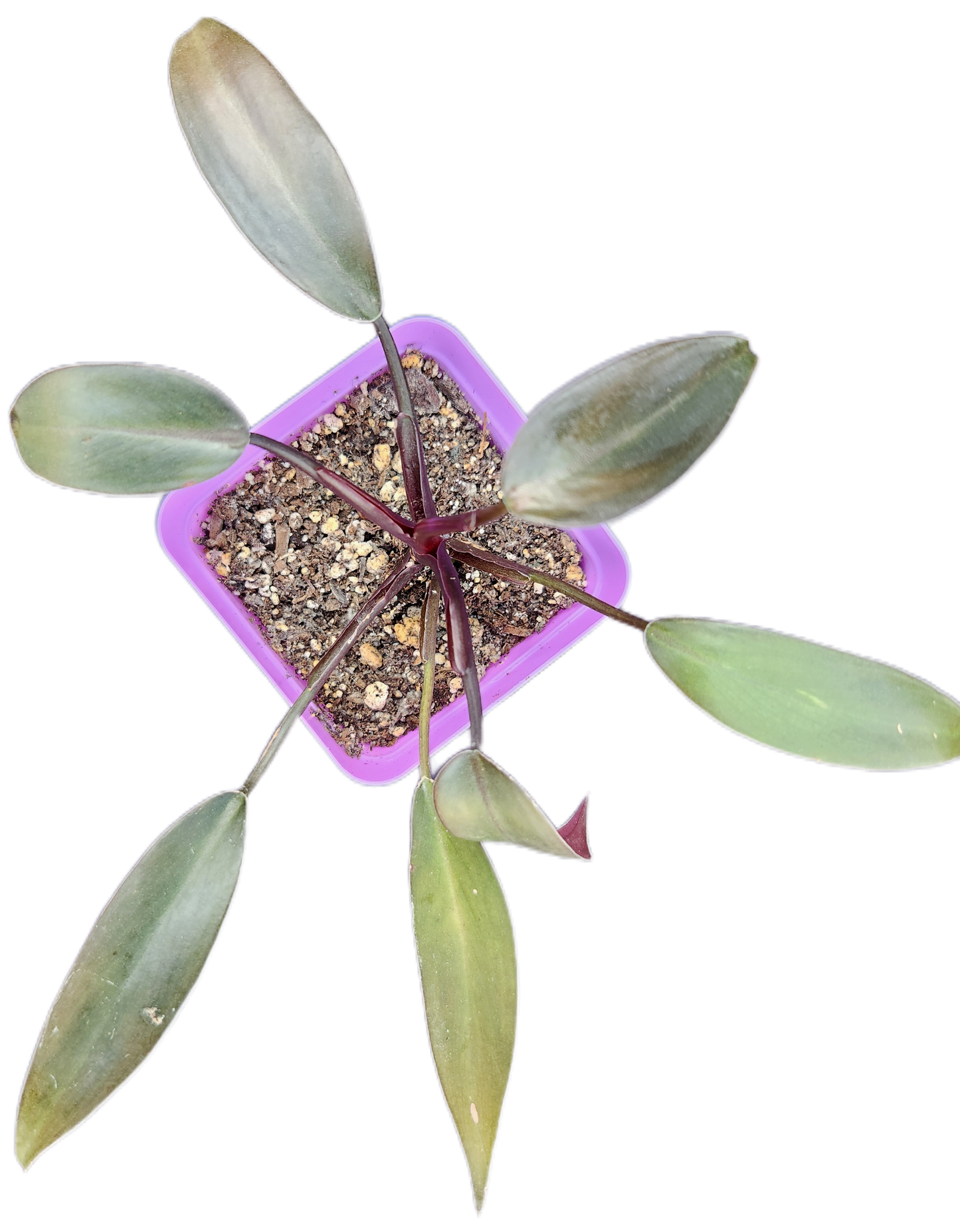 Philodendron "Black Cardinal" (B001)
