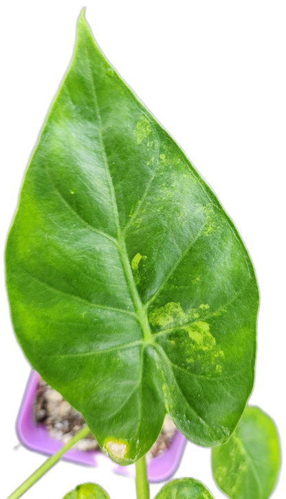 Alocasia gageana *aurea variegated* (A005)