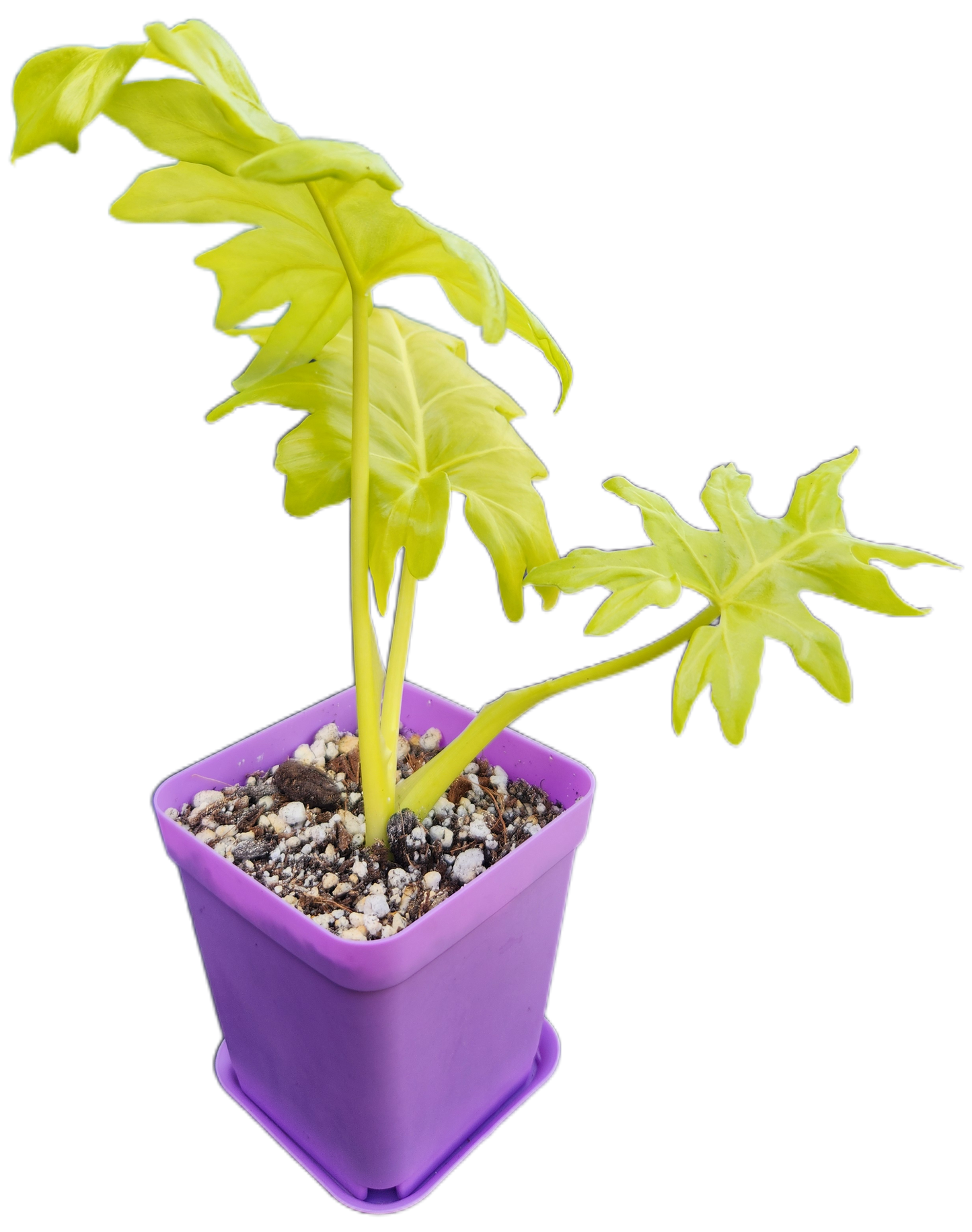 Philodendron warszewiczii (B006)