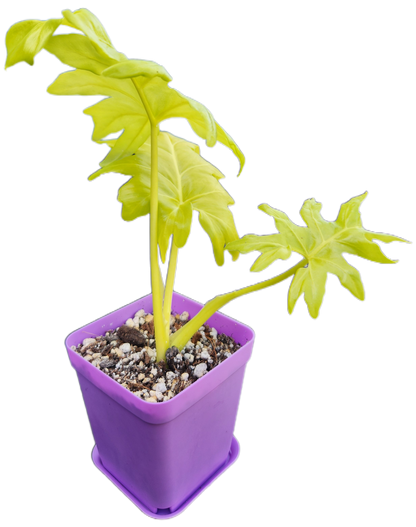 Philodendron warszewiczii (B006)