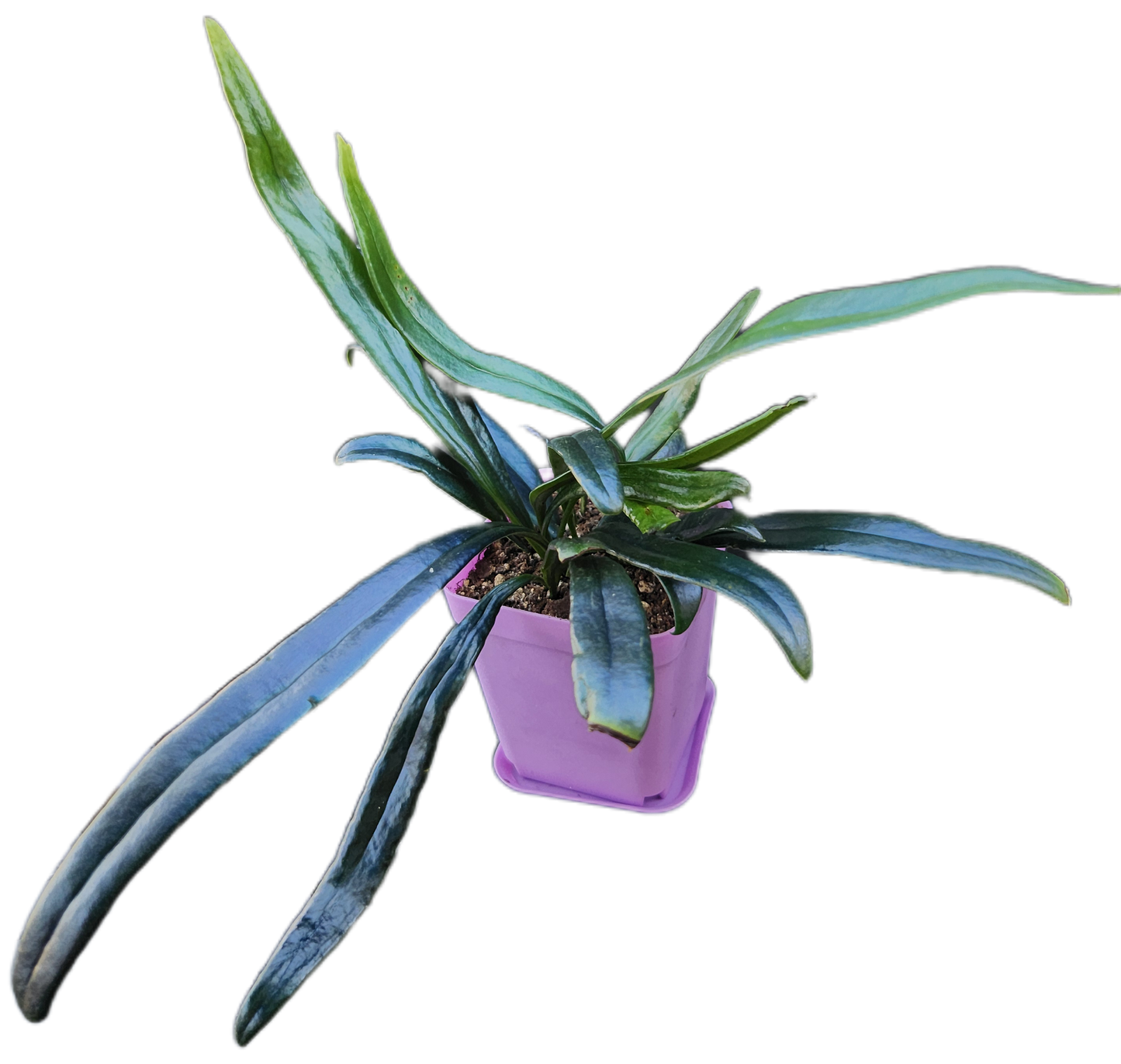 Microsorum thailandicum "Blue Oil Fern" (P001)