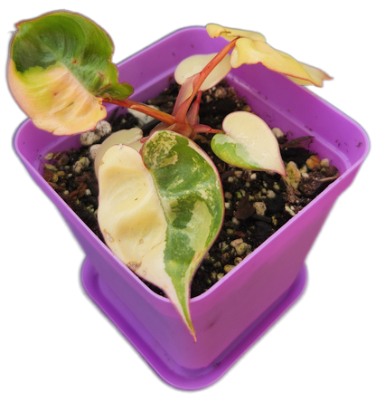 Philodendron billietiae *variegated* (B008)