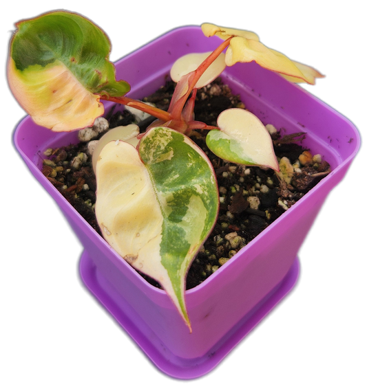 Philodendron billietiae *variegated* (B008)