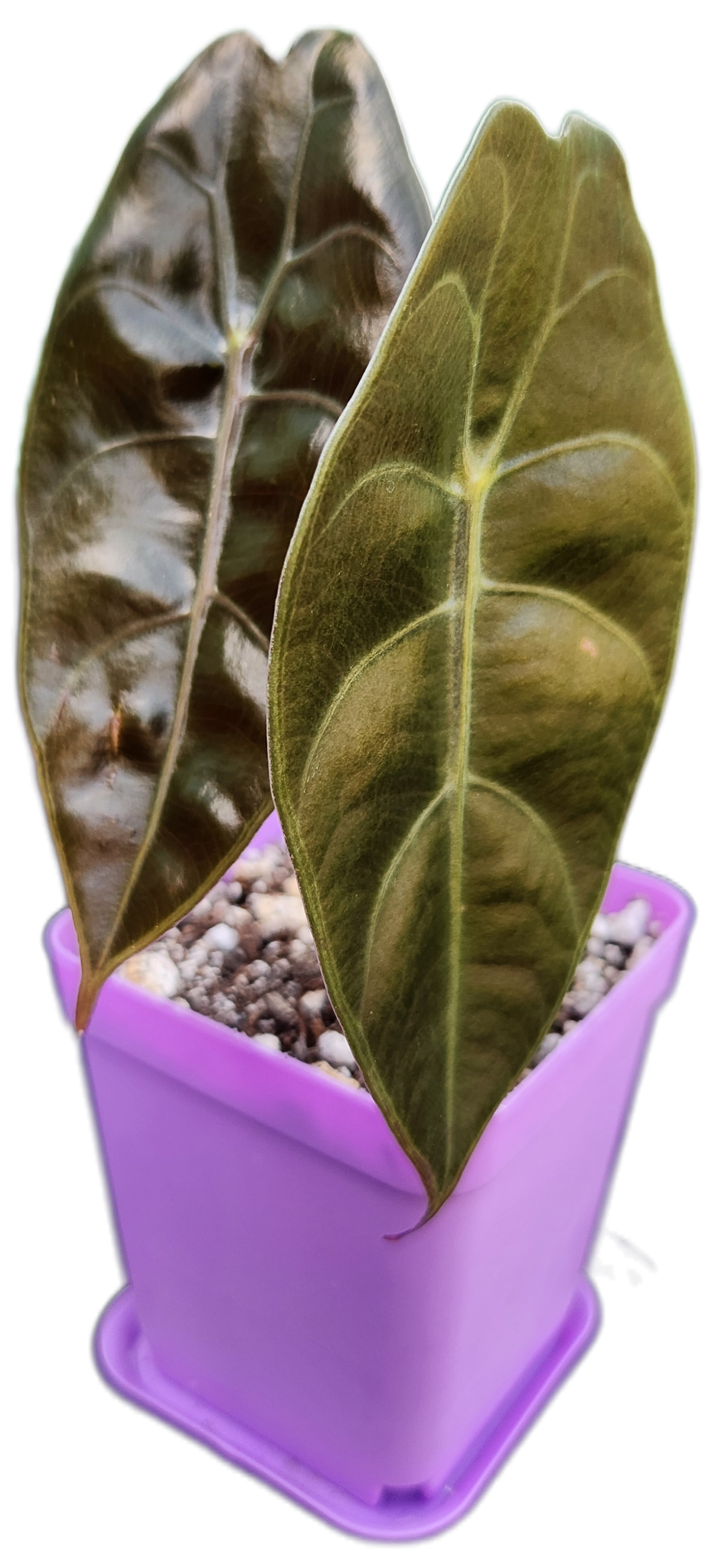 Alocasia sedenii (A001)