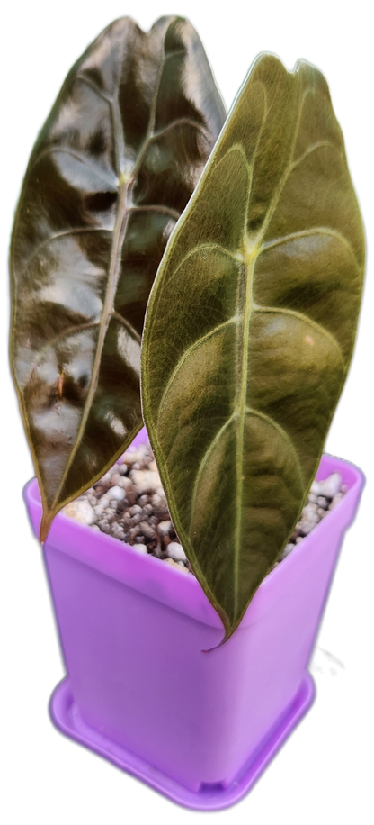 Alocasia sedenii (A001)