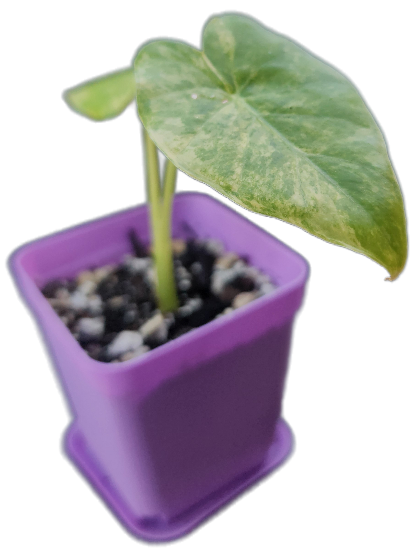 Alocasia gageana *aurea variegated* (A001)
