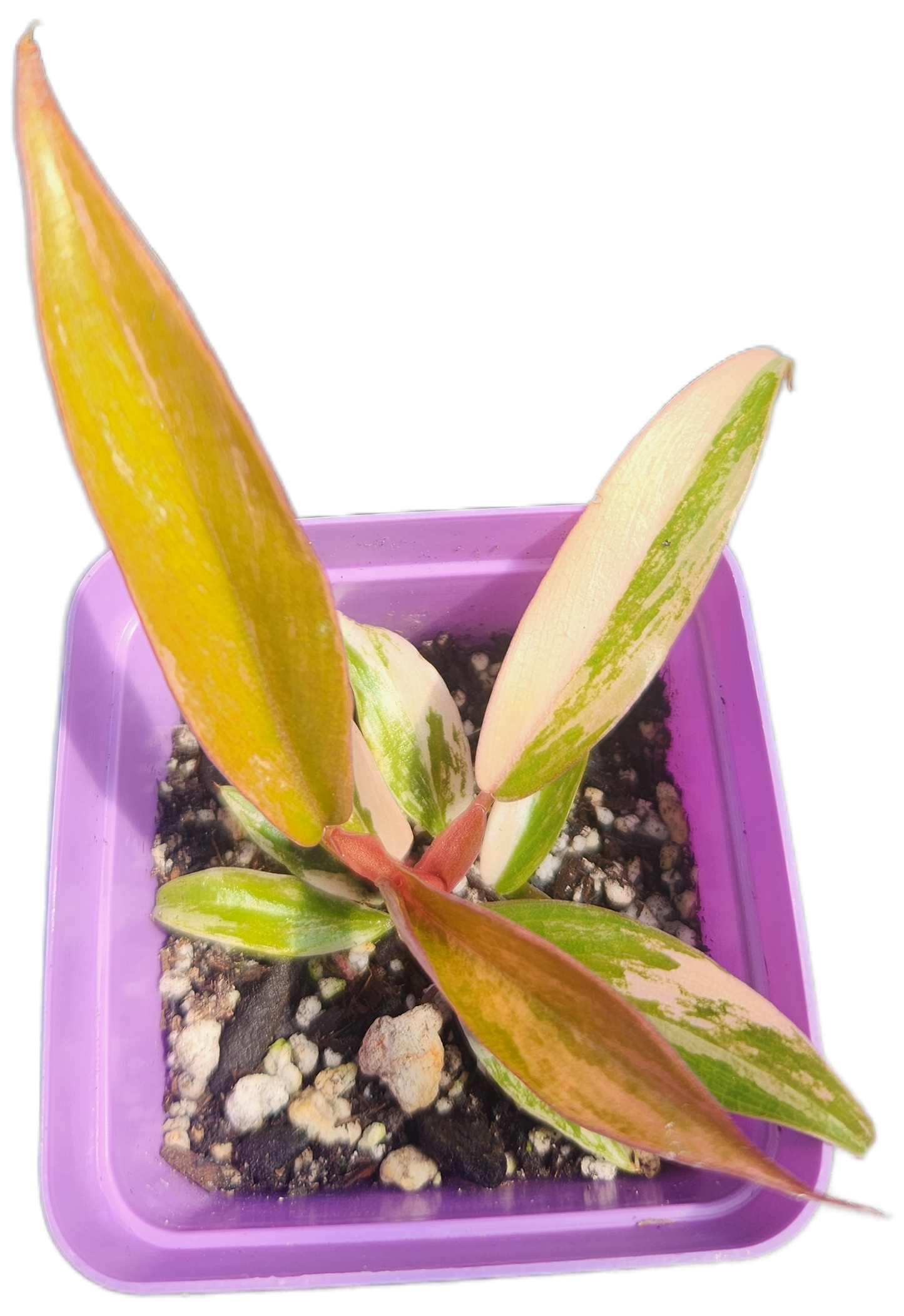 Philodendron "Carmel Marble" (B009)