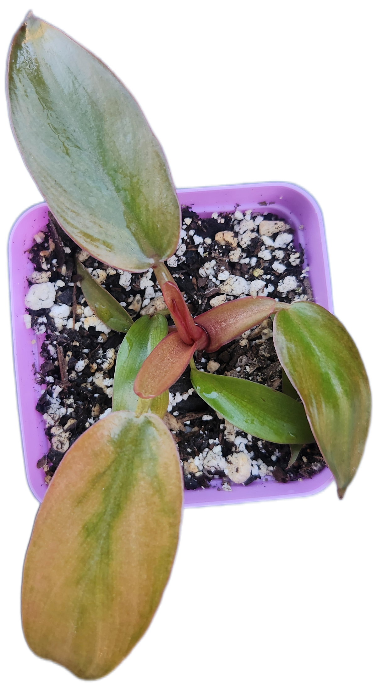 Philodendron "Florida Bronze" (B010)