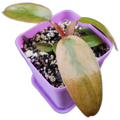 Philodendron "Florida Bronze" (B010)