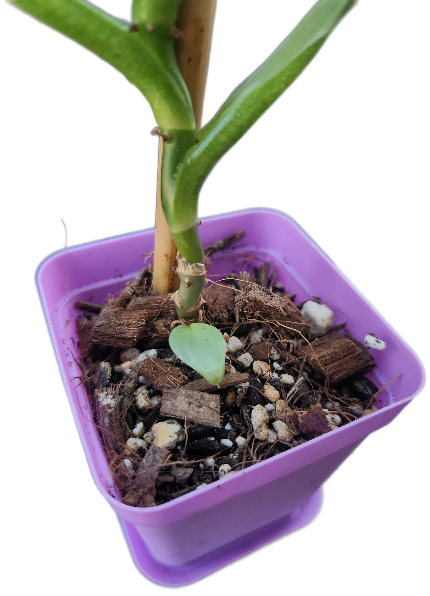 Philodendron "Silver Sword" (B005)
