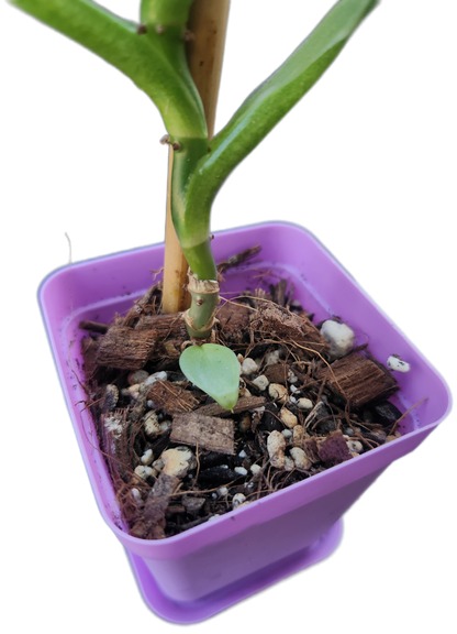 Philodendron "Silver Sword" (B005)