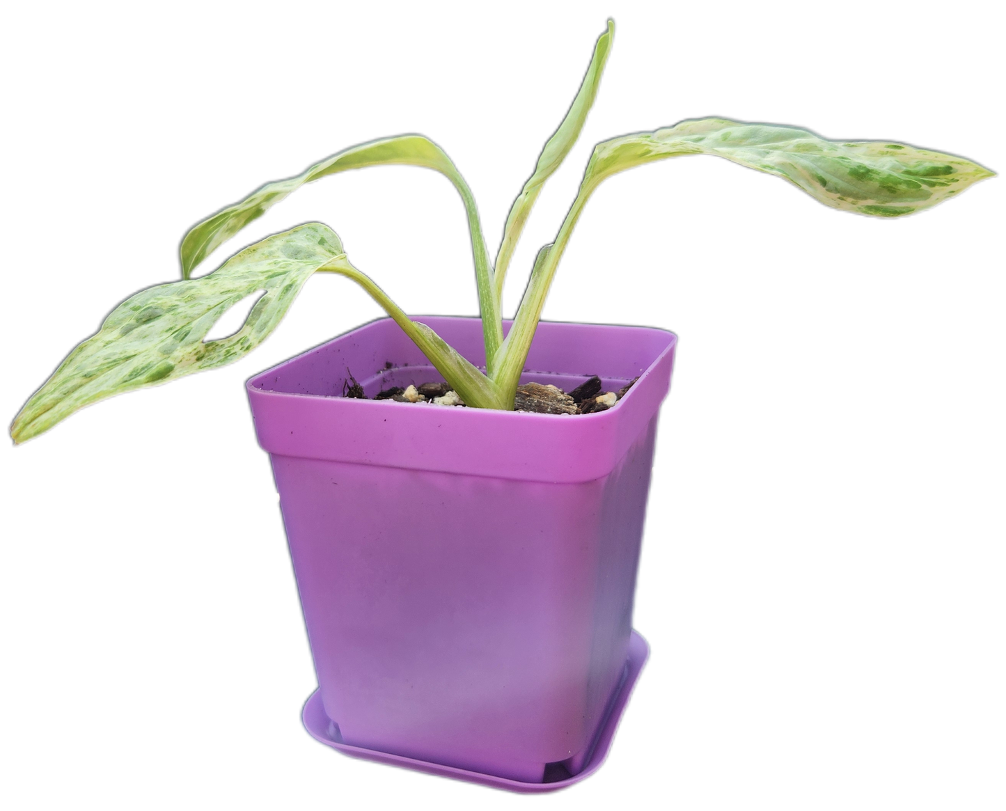 Monstera adansonii *mint variegated* (C001)