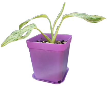 Monstera adansonii *mint variegated* (C001)
