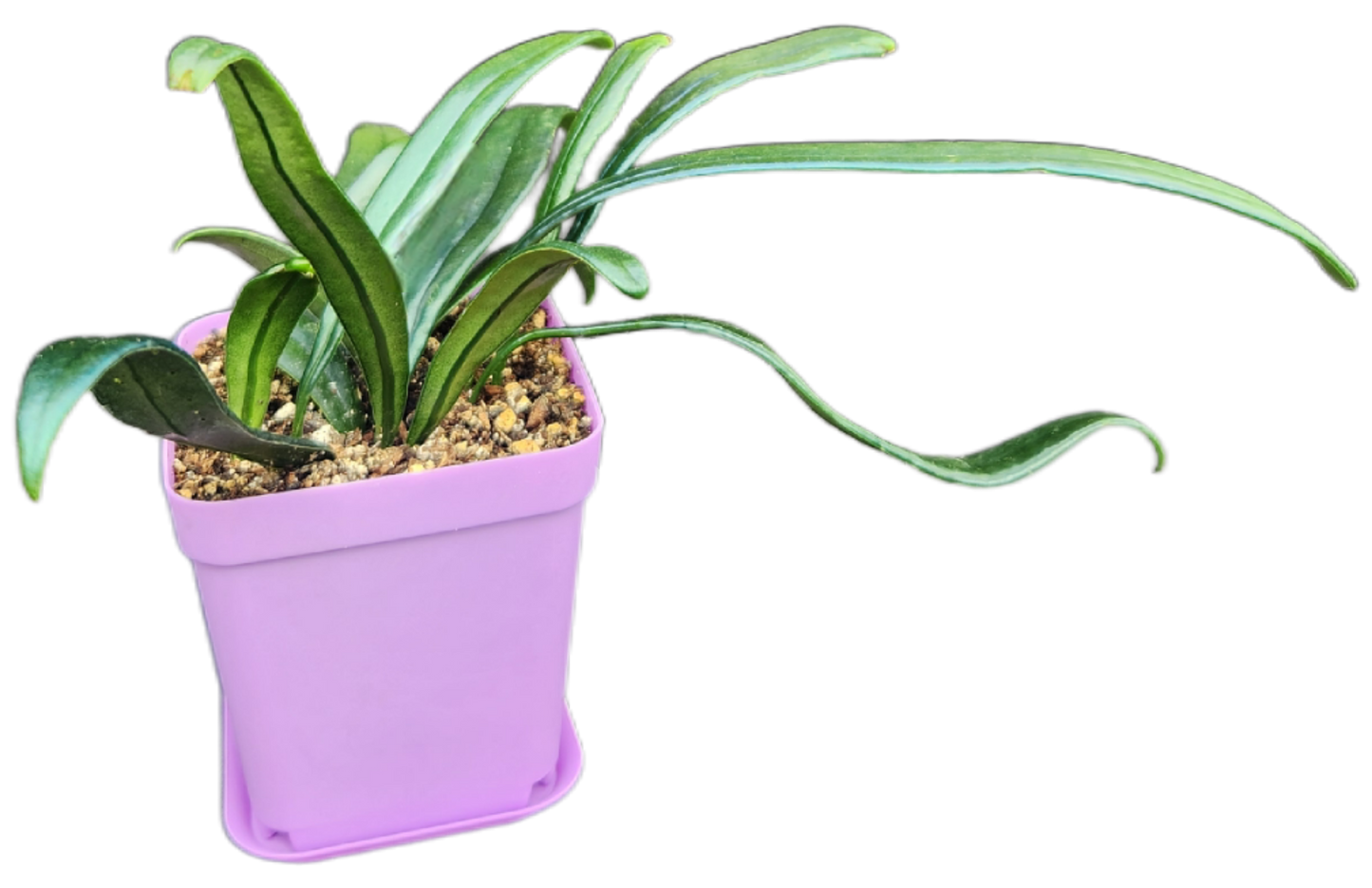Microsorum thailandicum "Blue Oil Fern" (P001)